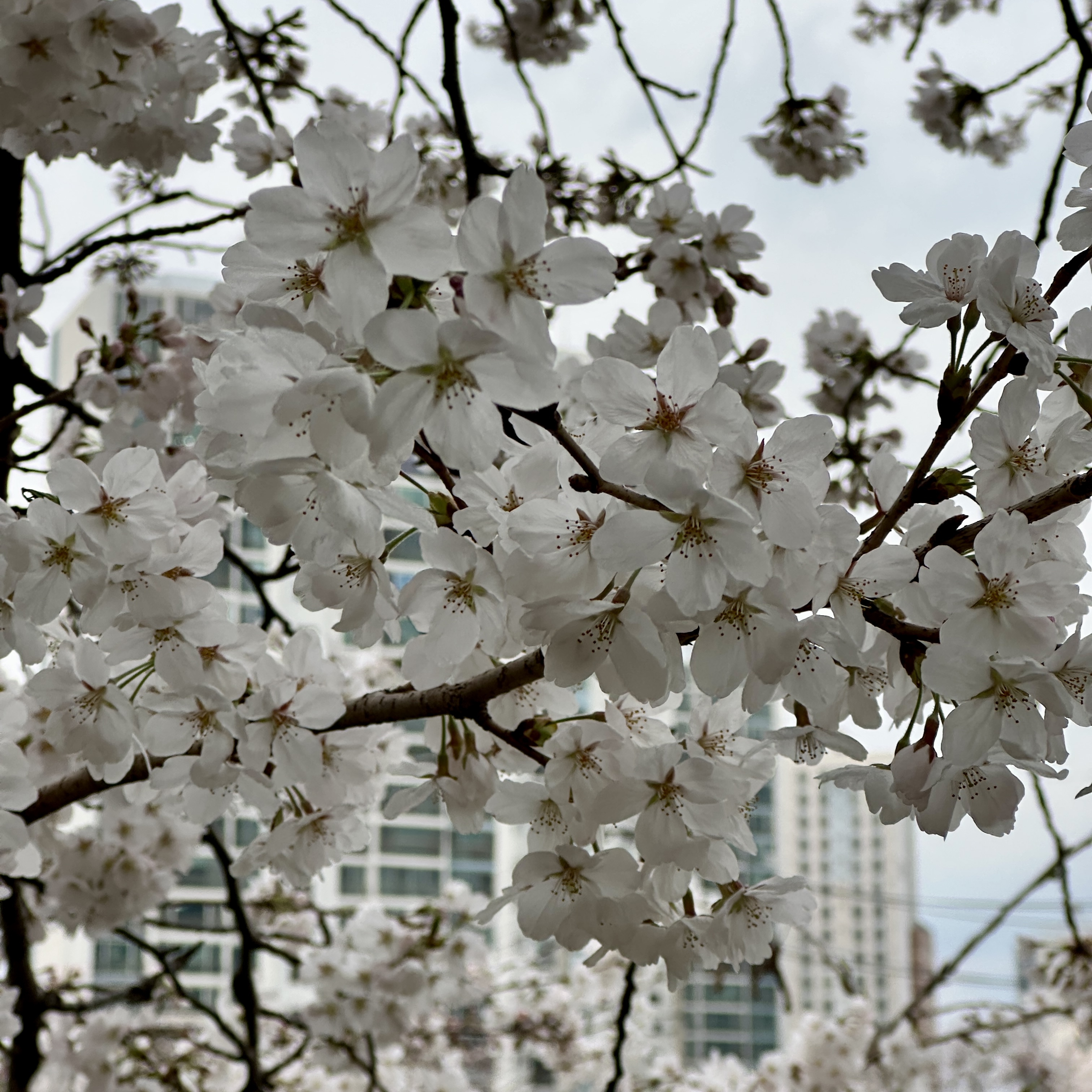 온천천시민공원_벚꽃실시간