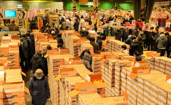 가락동 농산물 경매시세 실시간 확인 완벽 농산물 정보_5