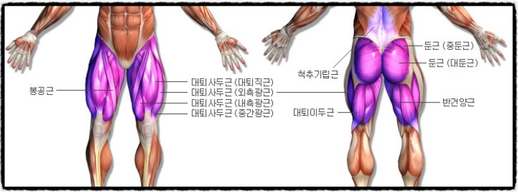스쿼트-발달-부위