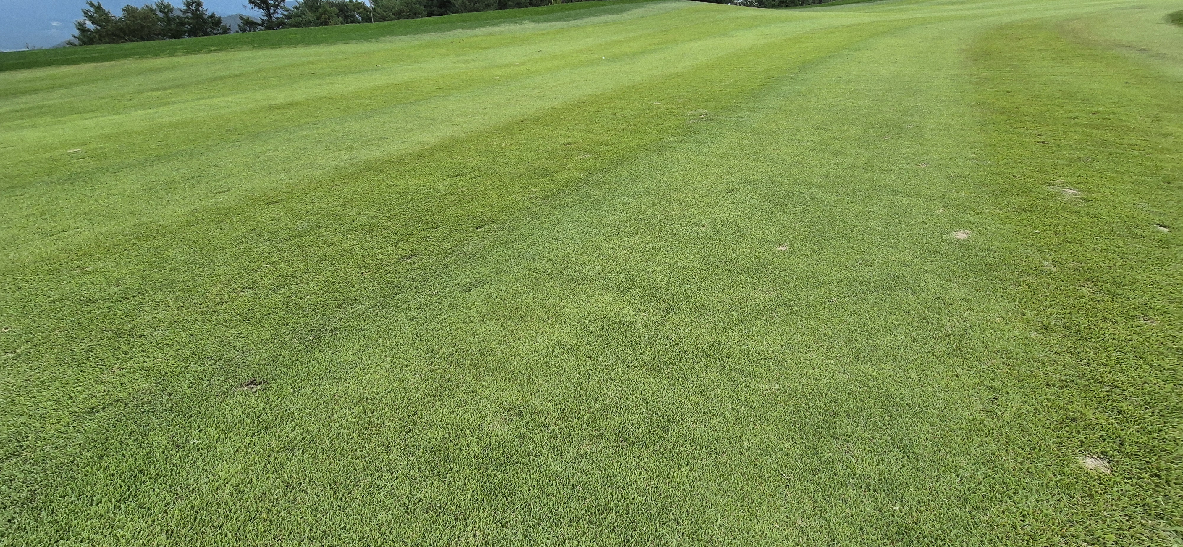 소노팰리체cc이스트