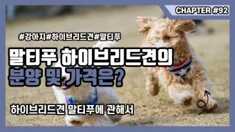 말티푸가격 2024년 솔직한 분양가 정보_7