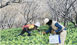 홍천 산나물 축제