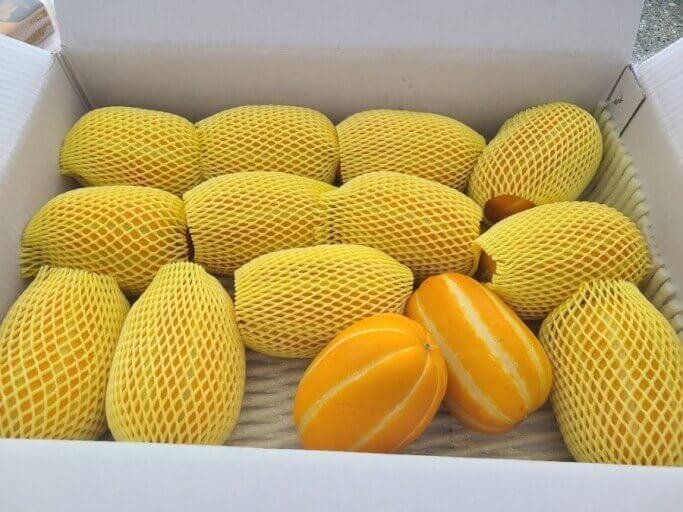 여름 제철 과일 참외 놀라운 10가지 효능과 부작용 및 참외 씨&amp;#44; 참외 껍질 효능