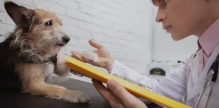 반려동물 행동 교정사 관련 사진