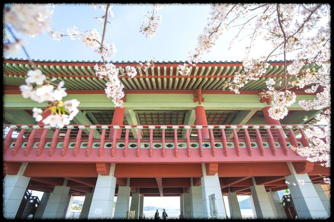 2025 진해 벚꽃 명소 BEST 7 - 인생샷 각도까지 알려드려요.