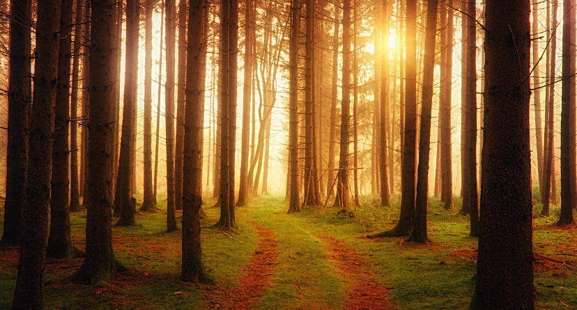 생육환경과 화훼의 품질