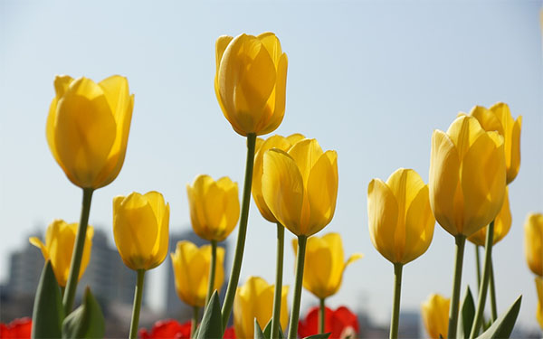 tulip-flower-indoor