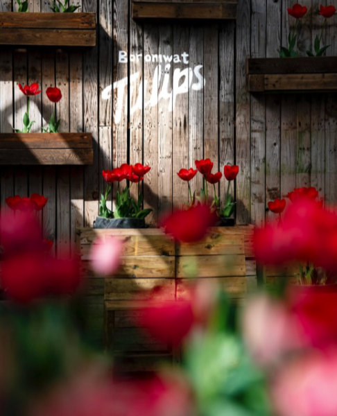 보롬왓 / 사진출처=한국관광공사