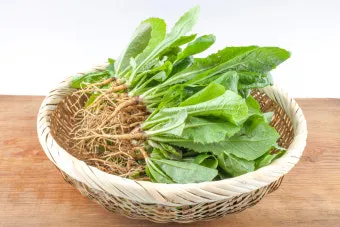 씀바귀 고들빼기 차이점 효능 비교_2