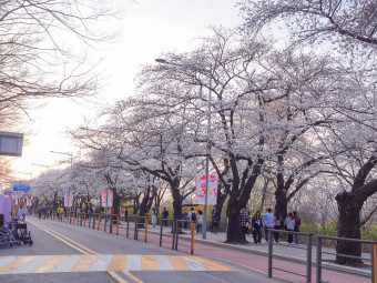 서울여의도벚꽃축제사진
