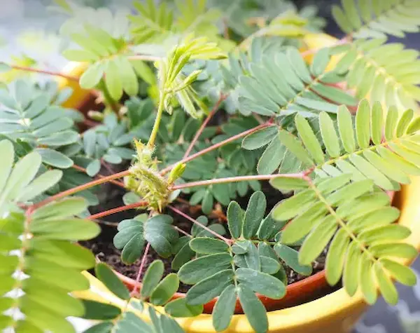 아이들을 위한 살아 있는 식물 도감[미모사, 옥잠화, 레몬밤]