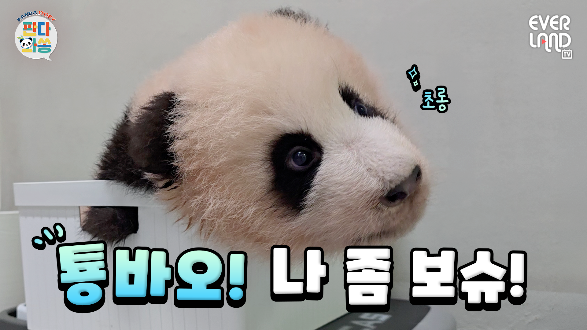나 안 본다구? 이렇게 귀여운데?｜#판다와쏭 #274