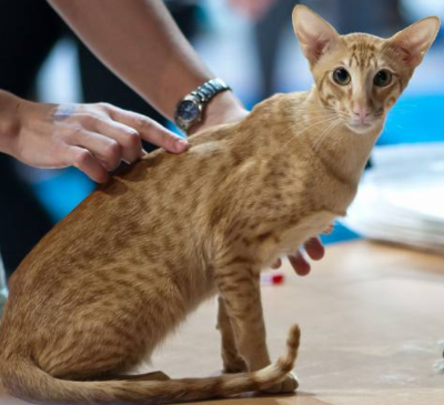 오리엔탈(Oriental)