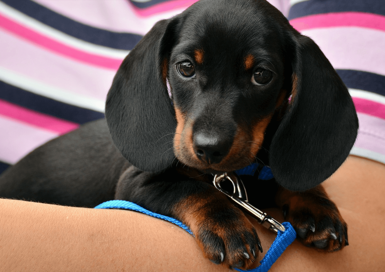 강아지 체온 재는법