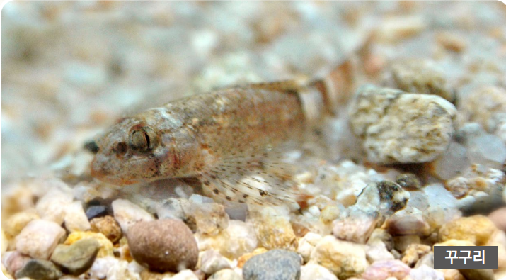 피막때문에-흡사-뱀의눈과-비슷하다 출처:환경부