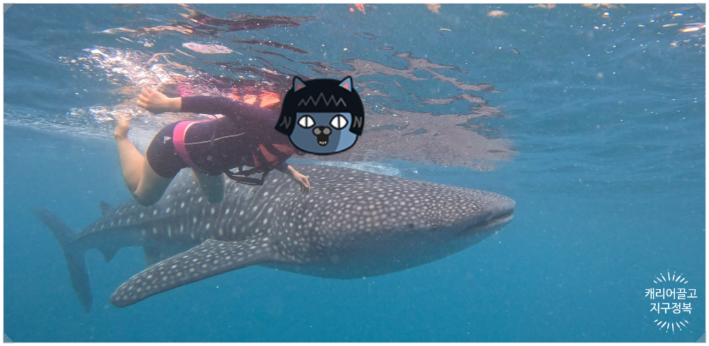 세부 오슬롭 고래상어