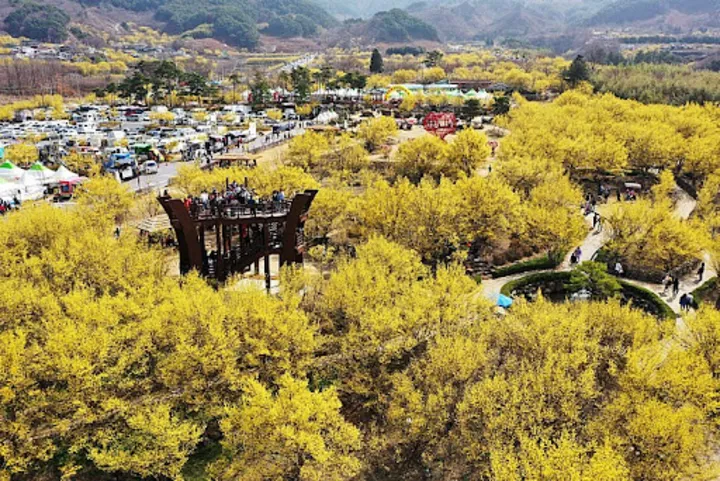 구례산수유축제