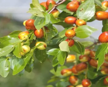 보은 대추축제_8
