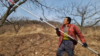 밤나무 재배 수분 수정 꽃가루 관리 해충 방제_12