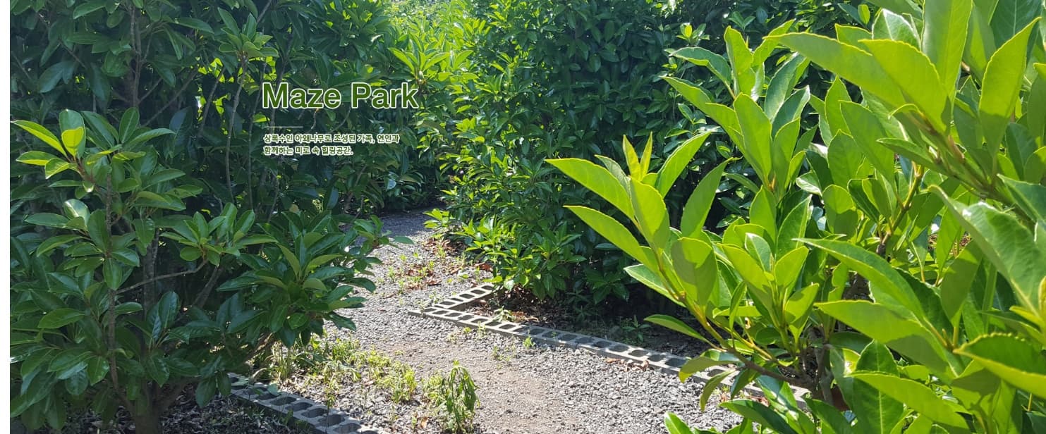 [5월 ~ 7월]제주 힐링파크 비체올린 이용가이드, 능소화 축제