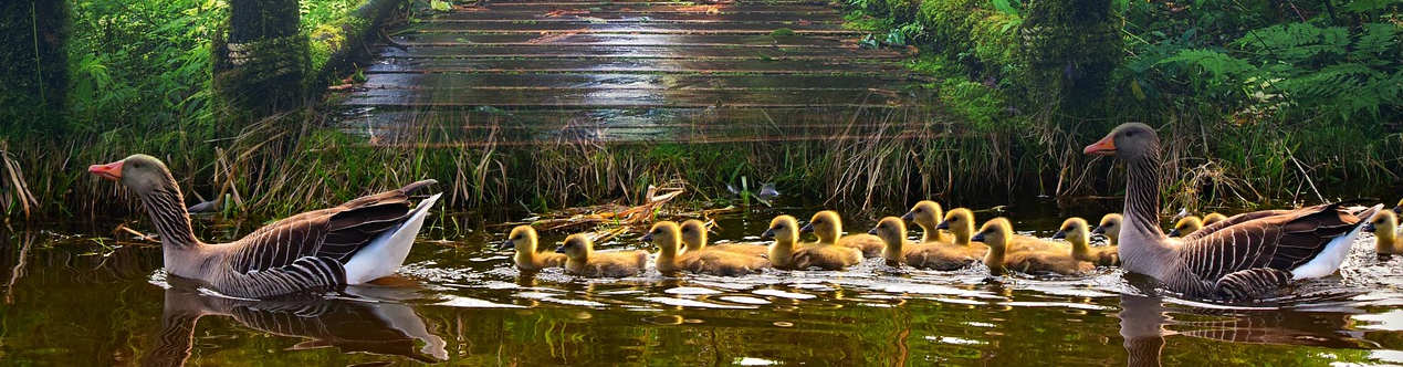train의 기본 의미