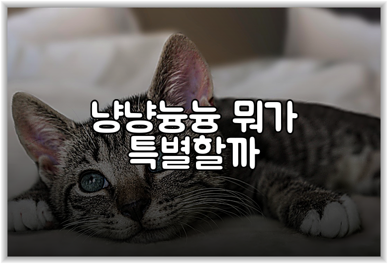 냥냥늉늉 뭐가 특별할까
