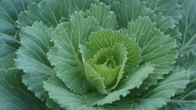 배추 요리 - 배추찜&amp;#44; 배추볶음&amp;#44; 배추나물&amp;#44; 배추무침 만들기