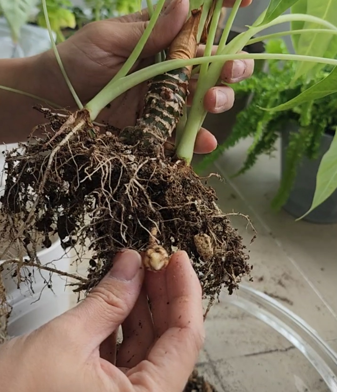 프라이덱 뿌리의 자구