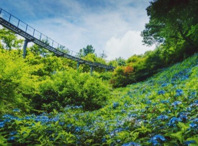 2025 화담숲 여름 수국축제&#44; 여름의 낭만을 품다!