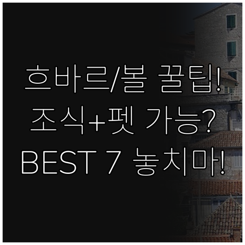 흐바르 볼 무료 조식 반려동물 가능 ..