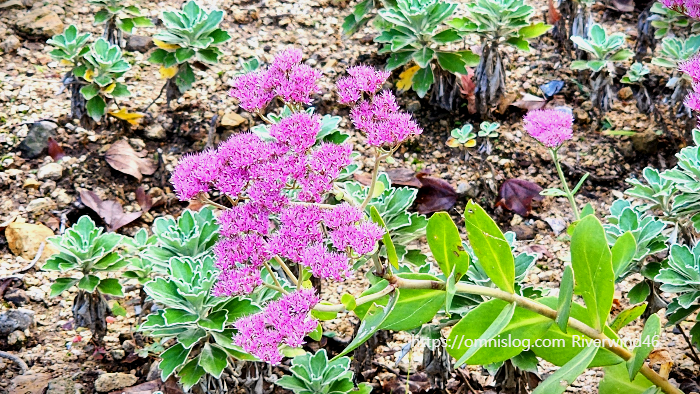 큰 꿩의비름, 경천(敬天), Hylotelephium spectabile