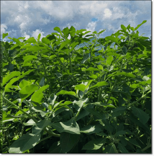 아슈와간다 관목