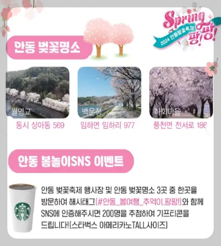 안동 벚꽃축제_9