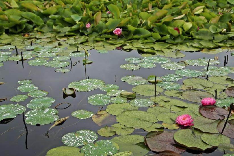 함안 연꽃테마파크