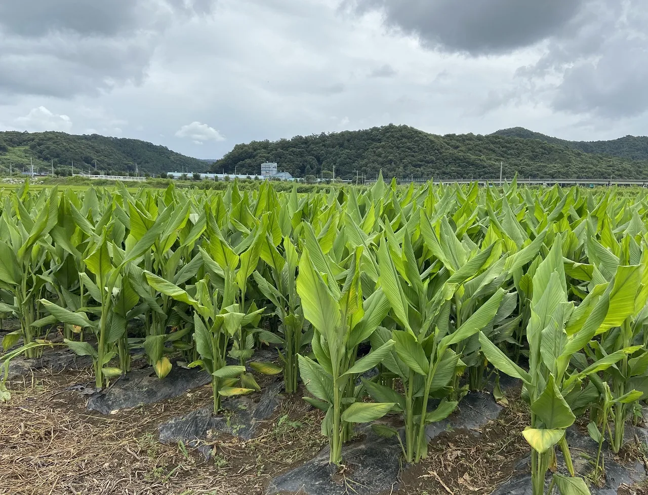 강황 재배 따뜻한 온도 보온 피복 수확 건조_1