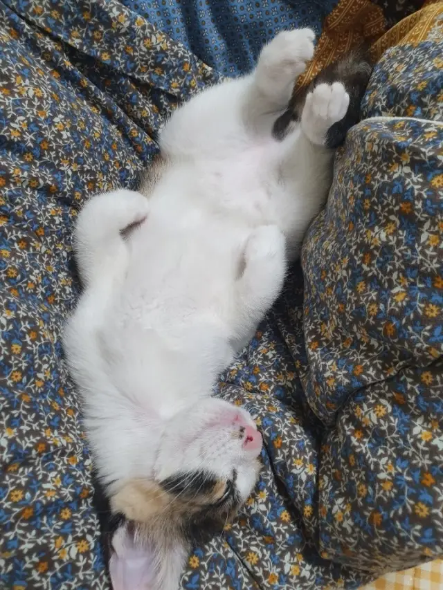 고양이 근육병증원인 