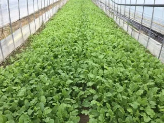 열무 재배 빠른 파종 잔털 제거 혼식 요령_11