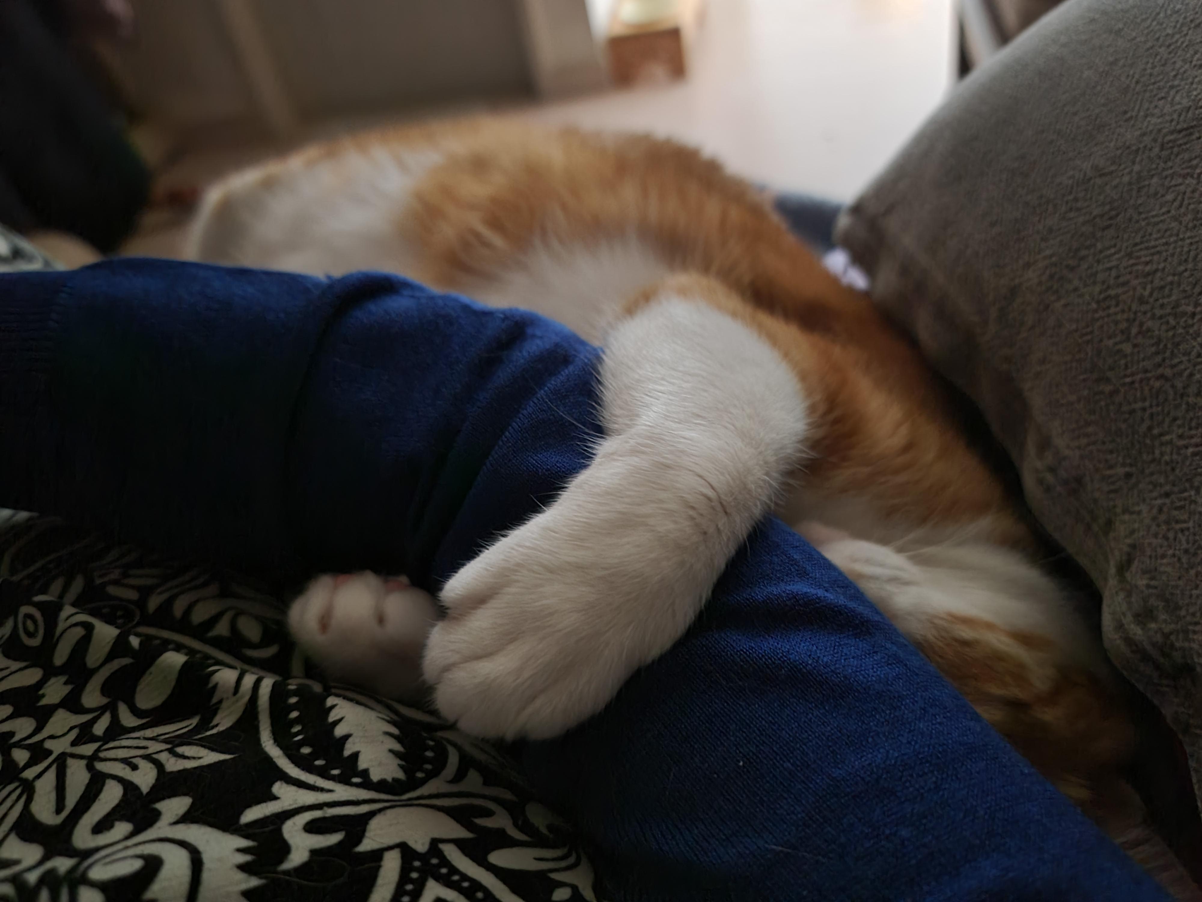 엄마 팔 꼭 껴안고 자는 고양이 호야