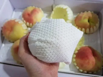 복숭아 보관방법과 싱싱하게 유지하는 팁_18