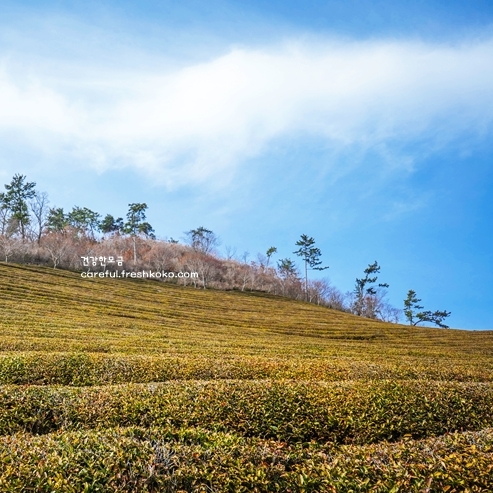 보성 가볼만한곳 베스트10