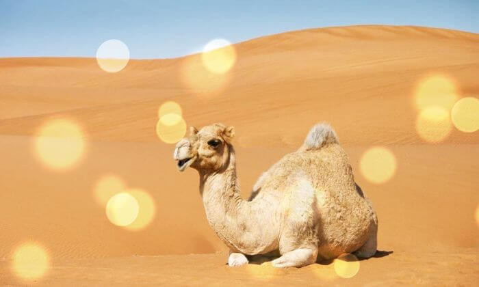 사막-한가운데-앉아있는-낙타