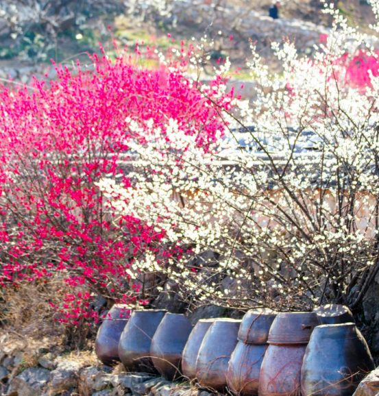 2025 광양매화축제 총정리15