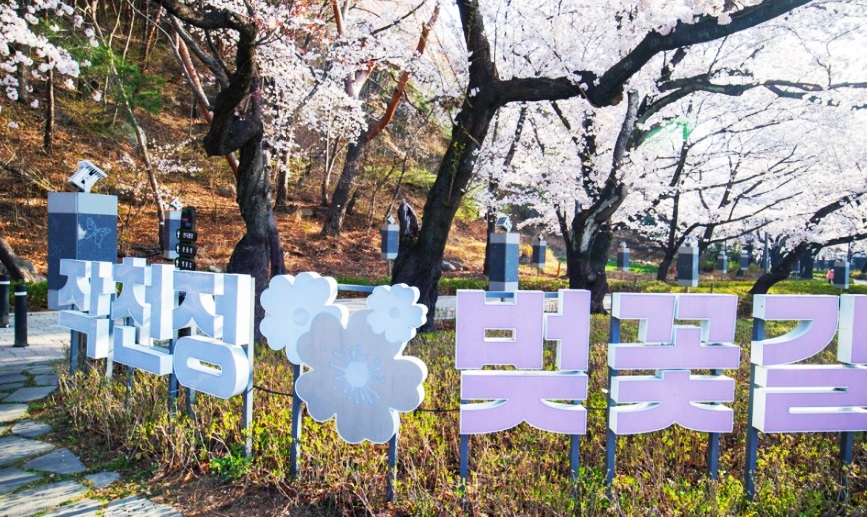 울산 언양 작천정 벚꽃길