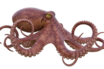 쭈꾸미제철시기