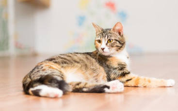 바닥에 앉아 있는 고양이.