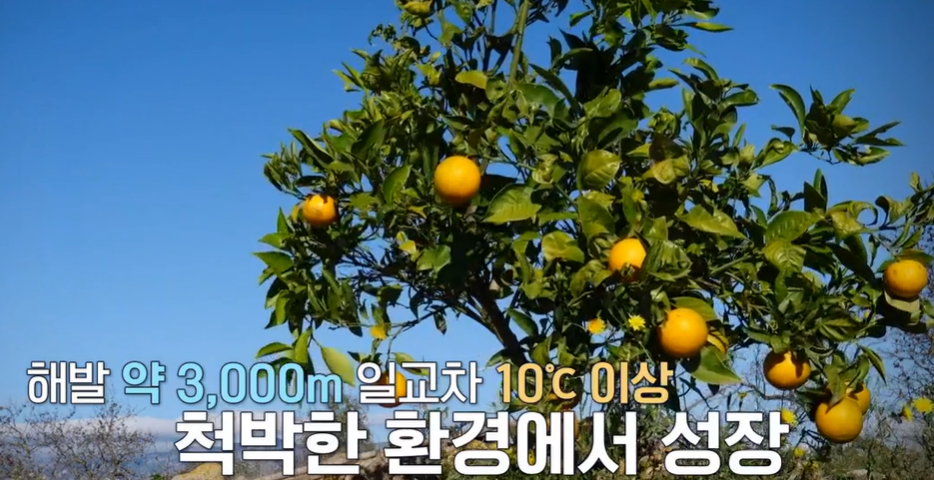 모로실