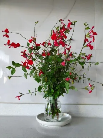 세이지 재배 삽목 번식 배수성 좋은 흙 가지치기_32