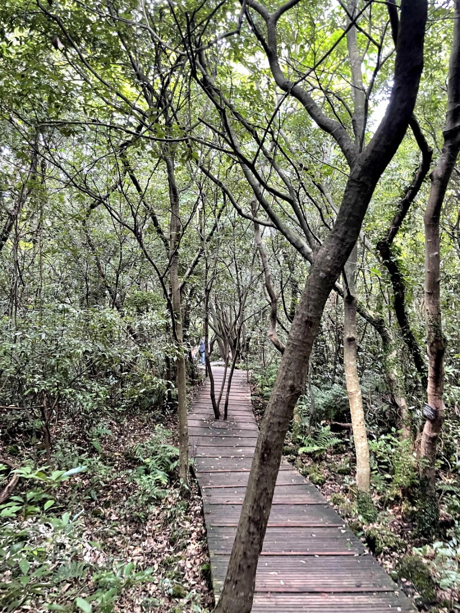 제주 곶자왈 도립공원