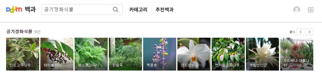실내에서 키우기 좋은 테이블야자와 관음죽 설명
