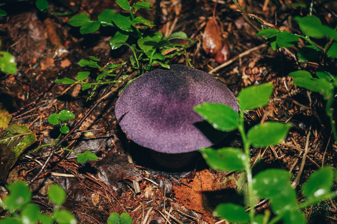 Identification